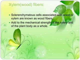 Xylem(wood) fibers: 
 Sclerenchymatous cells associated with wood or 
xylem are known as wood fibers. 
 Add to the mechanical strength of the xylem and 
of the plant body as a whole. 
 