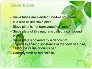 Sieve tubes 
 Sieve tubes are slender,tube-like structures 
 It is also called sieve plate 
 Sieve plate is not transverse(horizontal) 
 Sieve plate of this nature is called a compound 
plate 
 Sieve plate s covered by a deposit of 
colourless,shining substance in the form of a pad, 
called the callus or callus pad. 
 Carbohydrate called callose. 
 