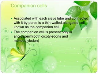 Companion cells 
 Associated with each sieve lube and connected 
with it by pores is a thin-walled,elongated cell 
known as the companion cell. 
 The companion cell is present only in 
angiosperm(both dicotyledons and 
monocotyledon) 
 
