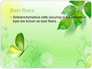 Bast fibers 
 Sclerenchymatous cells occuring in the phloem or 
bast are known as bast fibers. 
 
