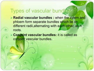 Types of vascular bundles 
Radial vascular bundles : when the xylem and 
phloem form separate bundles which lie on 
different radii,alternating with each other, as n 
roots. 
Conjoint vascular bundles: it is called as 
conjoint vascular bundles. 
 