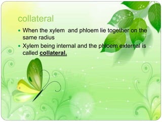collateral 
 When the xylem and phloem lie together on the 
same radius 
 Xylem being internal and the phloem external is 
called collateral. 
 