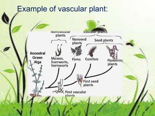 Example of vascular plant: 
 