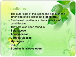 bicollateral 
 The outer side of the xylem and again on the 
inner side of it is called as bicollateral. 
 Bicollateral bundles are characteristics of 
curubitaceae. 
 They are also often found in: 
 Solanaceae 
 Apocynaceae 
 Convolvulaceae 
 Myrtaceae 
 Etc. 
 Bundles is always open. 
 