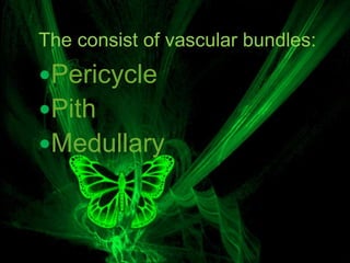 The consist of vascular bundles: 
Pericycle 
Pith 
Medullary 
 