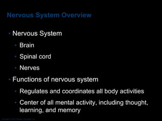 Copyright © 2010 Pearson Education, Inc.
Nervous System Overview
• Nervous System
• Brain
• Spinal cord
• Nerves
• Functions of nervous system
• Regulates and coordinates all body activities
• Center of all mental activity, including thought,
learning, and memory
 