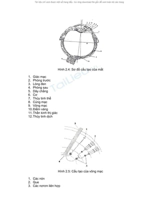 Hình 2.4: Sơ đồ cấu tạo của mắt 
1. Giác mạc 
2. Phòng trước 
3. Lòng đen 
4. Phòng sau 
5. Dây chằng 
6. Cơ 
7. Thủy tinh thể 
8. Củng mạc 
9. Võng mạc 
10. Điểm vàng 
11. Thần kinh thị giác 
12. Thủy tinh dịch 
Hình 2.5: Cấu tạo của võng mạc 
1. Các nón 
2. Que 
3. Các nơrơn liên hợp  