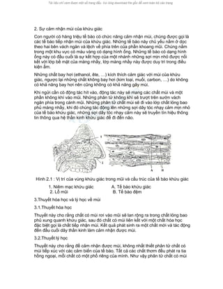 2. Sự cảm nhận mùi của khứu giác 
Con người có hàng triệu tế bào có chức năng cảm nhận mùi, chúng được gọi là các tế bào tiếp nhận mùi của khứu giác. Những tế bào này chủ yếu nằm ở dọc theo hai bên vách ngăn và lệch về phía trên của phần khoang mũi. Chúng nằm trong một khu vực có màu vàng có dạng hình ống. Những tế bào có dạng hình ống này có đầu cuối là sự kết hợp của một nhánh những sợi mịn nhỏ được nối kết với lớp bề mặt của màng nhầy, lớp màng nhầy này được duy trì trong điều kiện ẩm. 
Những chất bay hơi (ethanol, ête, …) kích thích cảm giác với mùi của khứu giác, ngược lại những chất không bay hơi (kim loại, muối, carbon, …) do không có khả năng bay hơi nên cũng không có khả năng gây mùi. 
Khi ngửi cần có động tác hít vào, động tác này sẽ mang các chất mùi và một phần không khí vào mũi. Những phân tử không khí sẽ trượt trên sườn vách ngăn phía trong cánh mũi. Những phân tử chất mùi sẽ đi vào lớp chất lỏng bao phủ màng nhầy, khi đó chúng tác động lên những sợi dây tóc nhạy cảm mịn nhỏ của tế bào khứu giác, những sợi dây tóc nhạy cảm này sẽ truyền tín hiệu thông tin thông qua hệ thần kinh khứu giác để đi đến não. 
Hình 2.1 : Vị trí của vùng khứu giác trong mũi và cấu trúc của tế bào khứu giác 
1. Niêm mạc khứu giác 
2. Lỗ mũi 
A. Tế bào khứu giác 
B. Tế bào đệm 
3.Thuyết hóa học và lý học về mùi 
3.1.Thuyết hóa học 
Thuyết này cho rằng chất có mùi rơi vào mũi sẽ lan rộng ra trong chất lỏng bao phủ xung quanh khứu giác, sau đó chất có mùi liên kết với một chất hóa học đặc biệt gọi là chất tiếp nhận mùi. Kết quả phát sinh ra một chất mới và tác động đến đầu cuối dây thần kinh làm cảm nhận được mùi. 
3.2.Thuyết lý học 
Thuyết này cho rằng để cảm nhận được mùi, không nhất thiết phân tử chất có mùi tiếp xúc với các cảm biến của tế bào. Tất cả các chất thơm đều phát ra tia hồng ngoại, mỗi chất có một phổ riêng của mình. Như vậy phân tử chất có mùi  