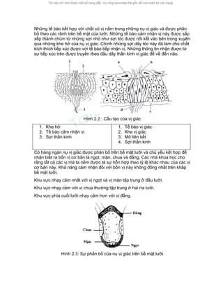 Những tế bào kết hợp với chất có vị nằm trong những nụ vị giác và được phân bố theo các rãnh trên bề mặt của lưỡi. Những tế bào cảm nhận vị này được sắp xếp thành chùm từ những sợi nhỏ như sợi tóc được nối kết vào bên trong xuyên qua những khe hở của nụ vị giác. Chính những sợi dây tóc này đã làm cho chất kích thích tiếp xúc được với tế bào tiếp nhận vị. Những thông tin nhận được từ sự tiếp xúc trên được truyền theo đầu dây thần kinh vị giác để về đến não. 
Hình 2.2 : Cấu tạo của vị giác 
1. Khe hở 
2. Tế bào cảm nhận vị 
3. Sợi thần kinh 
1. Tế bào vị giác 
2. Khe vị giác 
3. Mô liên kết 
4. Sợi thần kinh 
Có hàng ngàn nụ vị giác được phân bố trên bề mặt lưỡi và chủ yếu kết hợp để nhận biết ra bốn vị cơ bản là ngọt, mặn, chua và đắng. Các nhà khoa học cho rằng tất cả các vị mà ta nếm được là sự hỗn hợp theo tỷ lệ khác nhau của các vị cơ bản này. Khả năng cảm nhận đối với bốn vị này không đồng nhất trên khắp bề mặt lưỡi. 
Khu vực nhạy cảm nhất với vị ngọt và vị mặn tập trung ở đầu lưỡi. 
Khu vực nhạy cảm với vị chua thường tập trung ở hai rìa lưỡi. 
Khu vực phía cuối lưỡi nhạy cảm hơn với vị đắng. 
Hình 2.3: Sự phấn bố của nụ vị giác trên bề mặt lưỡi  