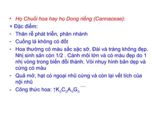 • Họ Chuối hoa hay họ Dong riềng (Cannaceae):
+ Đặc điểm:
- Thân rễ phát triễn, phân nhánh
- Cuống lá không có đốt
- Hoa thường có màu sắc sặc sỡ. Đài và tràng không đẹp.
Nhị sinh sản còn 1/2 . Cánh môi lớn và có màu đẹp do 1
nhị vòng trong biến đổi thành. Vòi nhụy hình bản dẹp và
cứng có màu
- Quả mở, hạt có ngoại nhũ cứng và còn lại vết tích của
nội nhũ
- Công thức hoa: ↑K(3)C(3)A1/2G(3)
 
