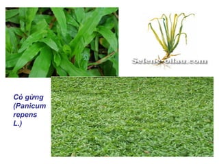 Cỏ gừng
(Panicum
repens
L.)
 