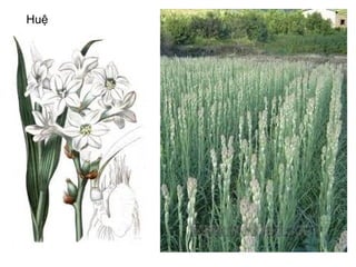 Huệ
 