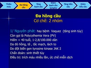 Đa hồng cầu
Cơ chế: 2 nhóm
1/ Nguyên phát: hay bệnh Vaquez (tăng sinh tủy)
Còn gọi là Polycythemia Vera (PV)
Hiếm < 40 tuổi, 1-2,8/100.000 dân
Da đỏ hồng, tê , tắc mạch, lách to
Do đột biến gen tyrosine kinase JAK 2
Chẩn đoán: sinh thiết tủy
Điều trị: trích máu nhiều lần, ức chế miễn dịch
Thiếu
máu
Đa hồng
cầu
Tăng
bạch cầu
Giảm
bạch cầu
lympho
Tăng tiểu
cầu
Giảm
tiểu cầu
 