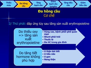 Đa hồng cầu
Cơ chế
2/ Thứ phát: đáp ứng tủy sau tăng sản xuất erythropoietine
• Vùng cao, bệnh phổi-phế quản
mạn
• Shunt phải trái
• Thuốc lá
• Đa HC trong gia đình
Do thiếu oxy
=> tăng sản
xuất
erythropoietine
• U thận bài tiết
• U tiểu não
• U gan
• Nang thận
Do tăng tiết
hormone không
phù hợp
Thiếu
máu
Đa hồng
cầu
Tăng
bạch cầu
Giảm
bạch cầu
lympho
Tăng tiểu
cầu
Giảm
tiểu cầu
 