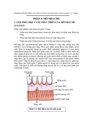 Shantipriya Reddy (2008), Essentials of clinical periodontology and periodontics, 2nd
edition.
PHẦN I: MÔ NHA CHU
1. GIẢI PHẪU HỌC VÀ SỰ PHÁT TRIỂN CỦA MÔ NHA CHU
GIẢI PHẪU:
Niêm mạc miệng (oral mucosa) gồm 3 vùng:
- Niêm mạc nhai (masticatory mucosa): gồm nướu và niêm mạc khẩu cái
cứng.
- Niêm mạc đặc biệt (specialized mucosa): phủ lưng lưỡi.
- Niêm mạc phủ (lining mucosa): là niêm mạc phủ xoang miệng.
Mô nha chu (periodontium) gồm nướu, xương ổ răng, dây chằng nha chu
(DCNC) và xê măng gốc răng. Theo giải phẫu, nướu được chia thành: nướu
viền (free or marginal gingiva), nướu dính (attached gingiva) và gai nướu
(interdental gingiva). Ranh giới giữa nướu rời và nướu dính là rãnh nướu rời
(free gingival groove), là một rãnh cạn trên nướu tương ứng với vị trí của đáy
khe nướu (gingival sulcus). Đường nối giữa nướu dính và niêm mạc xương ổ
răng được gọi là đường nối nướu-niêm mạc (mucogingival junction). Nướu
nằm giữa 2 răng kế nhau là gai nướu, ở vùng răng sau, vùng tiếp xúc giữa các
răng rộng, gai nướu gồm 2 phần ngoài và trong nối với nhau bởi yên nướu
(col). Yên nướu là biểu mô không sừng hóa do đó là vị trí hay khởi phát quá
trình bệnh lý nhất.
Hình 1.1: Đặc điểm của bề mặt nướu.
Rãnh nướu
Nướu dính
Tiếp nối nướu-NM
NM xương ổ R
Đáy hành lang
Gai nướu Nướu viền
Thắng môi
 