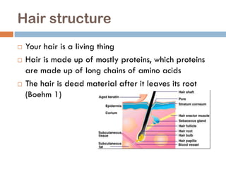 Hair structure
 Your hair is a living thing
 Hair is made up of mostly proteins, which proteins
are made up of long chains of amino acids
 The hair is dead material after it leaves its root
(Boehm 1)
 