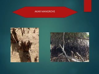 AKAR MANGROVE
 