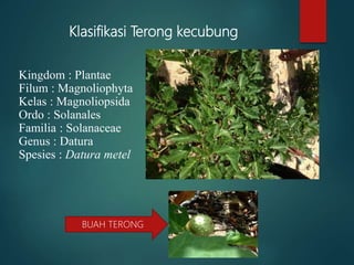 Klasifikasi Terong kecubung
Kingdom : Plantae
Filum : Magnoliophyta
Kelas : Magnoliopsida
Ordo : Solanales
Familia : Solanaceae
Genus : Datura
Spesies : Datura metel
BUAH TERONG
 