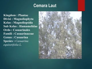 Cemara Laut
Kingdom : Plantae
Divisi : Magnoliophyta
Kelas : Magnoliopsida
Sub Kelas : Hamamelidae
Ordo : Casuarinales
Famili : Casuarinaceae
Genus : Casuarina
Spesies : Casuarina
equisetifolia L.
 