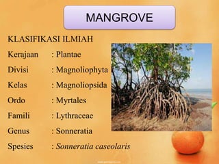 MANGROVE
KLASIFIKASI ILMIAH
Kerajaan : Plantae
Divisi : Magnoliophyta
Kelas : Magnoliopsida
Ordo : Myrtales
Famili : Lythraceae
Genus : Sonneratia
Spesies : Sonneratia caseolaris
 