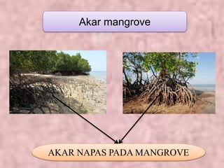 Akar mangrove
AKAR NAPAS PADA MANGROVE
 