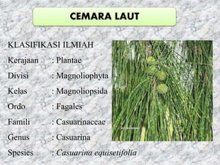 CEMARA LAUT
KLASIFIKASI ILMIAH
Kerajaan : Plantae
Divisi : Magnoliophyta
Kelas : Magnoliopsida
Ordo : Fagales
Famili : Casuarinaceae
Genus : Casuarina
Spesies : Casuarina equisetifolia
 