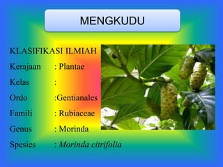MENGKUDU
KLASIFIKASI ILMIAH
Kerajaan : Plantae
Kelas :
Ordo :Gentianales
Famili : Rubiaceae
Genus : Morinda
Spesies : Morinda citrifolia
 