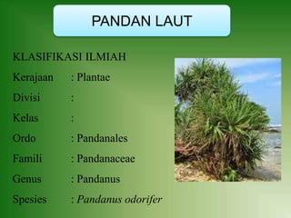 PANDAN LAUT
KLASIFIKASI ILMIAH
Kerajaan : Plantae
Divisi :
Kelas :
Ordo : Pandanales
Famili : Pandanaceae
Genus : Pandanus
Spesies : Pandanus odorifer
 