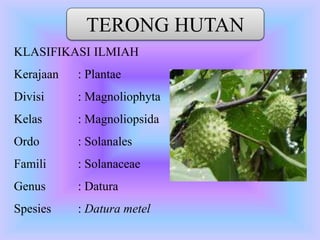 TERONG HUTAN
KLASIFIKASI ILMIAH
Kerajaan : Plantae
Divisi : Magnoliophyta
Kelas : Magnoliopsida
Ordo : Solanales
Famili : Solanaceae
Genus : Datura
Spesies : Datura metel
 