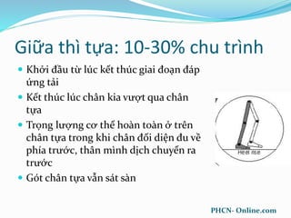 Giữa thì tựa: 10-30% chu trình
 Khởi đầu từ lúc kết thúc giai đoạn đáp
ứng tải
 Kết thúc lúc chân kia vượt qua chân
tựa
 Trọng lượng cơ thể hoàn toàn ở trên
chân tựa trong khi chân đối diện đu về
phía trước, thân mình dịch chuyển ra
trước
 Gót chân tựa vẫn sát sàn
PHCN- Online.com
 