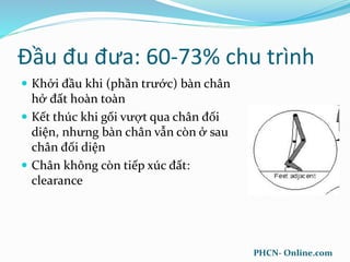 Đầu đu đưa: 60-73% chu trình
 Khởi đầu khi (phần trước) bàn chân
hở đất hoàn toàn
 Kết thúc khi gối vượt qua chân đối
diện, nhưng bàn chân vẫn còn ở sau
chân đối diện
 Chân không còn tiếp xúc đất:
clearance
PHCN- Online.com
 