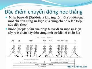 Đặc điểm chuyển động học thẳng
 Nhịp bước đi (Stride): là khoảng từ một sự kiện của
một chi đến cùng sự kiện của cùng chi đó ở lần tiếp
xúc tiếp theo.
 Bước (step): phần của nhịp bước đi từ một sự kiện
xảy ra ở chân này đến cùng một sự kiện ở chân kia
PHCN- Online.com
 
