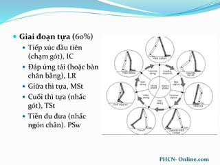  Giai đoạn tựa (60%)
 Tiếp xúc đầu tiên
(chạm gót), IC
 Đáp ứng tải (hoặc bàn
chân bằng), LR
 Giữa thì tựa, MSt
 Cuối thì tựa (nhấc
gót), TSt
 Tiền đu đưa (nhấc
ngón chân). PSw
PHCN- Online.com
 