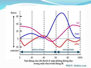 Vận động của chi dưới ở mặt phẳng đứng dọc
trong một chu trình dáng đi
PHCN- Online.com
 