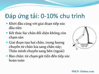 Đáp ứng tải: 0-10% chu trình
 Khởi đầu cùng với giai đoạn tiếp xúc
đầu tiên
 Kết thúc lúc chân đối diện không còn
chạm sàn
 Giai đoạn tựa hai chân, trọng lượng
chuyển từ chân kia sang chân này;
Thân mình chuyển sang bên (ngoài)
 Bàn chân: từ chạm gót tiến đến tiếp xúc
hoàn toàn
PHCN- Online.com
 