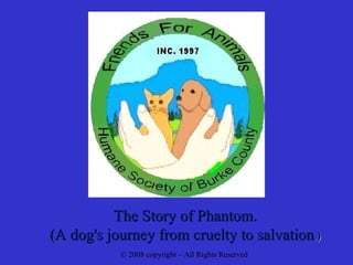 The Story of Phantom. (A dog's journey from cruelty to salvation .) © 2008 copyright – All Rights Reserved 