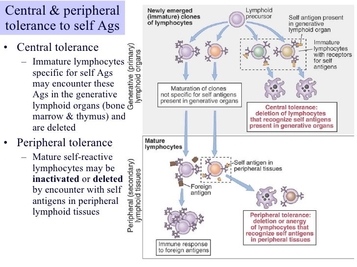 Pharm immuno12 &13 tolerance & autoimmunity