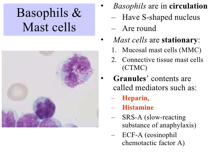 Pharm immuno2 cells of the immune system