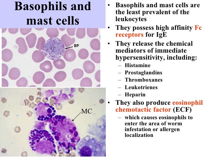 Pharm immuno2 cells of the immune system