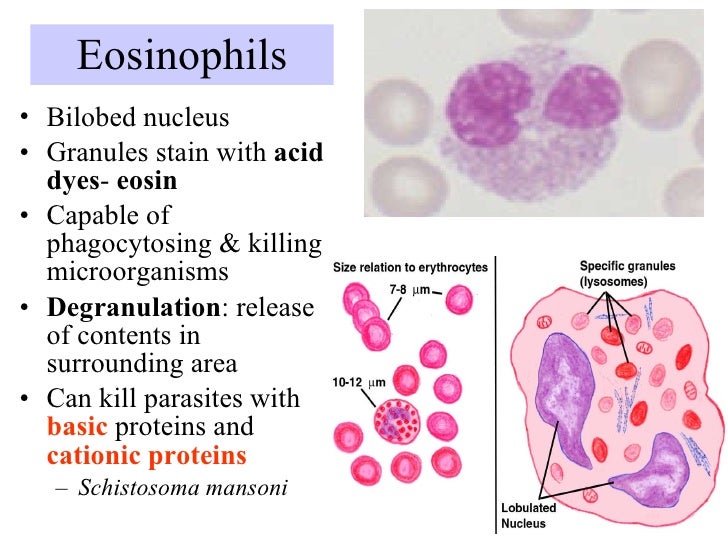 Pharm immuno2 cells of the immune system