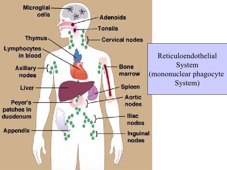 glial cell