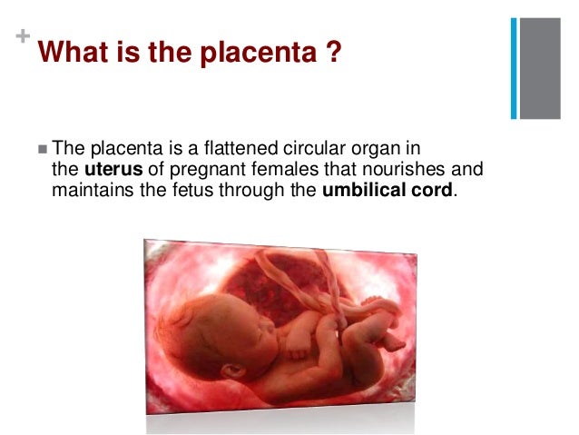 Pharmacodynamics and kinetics during pregnancy
