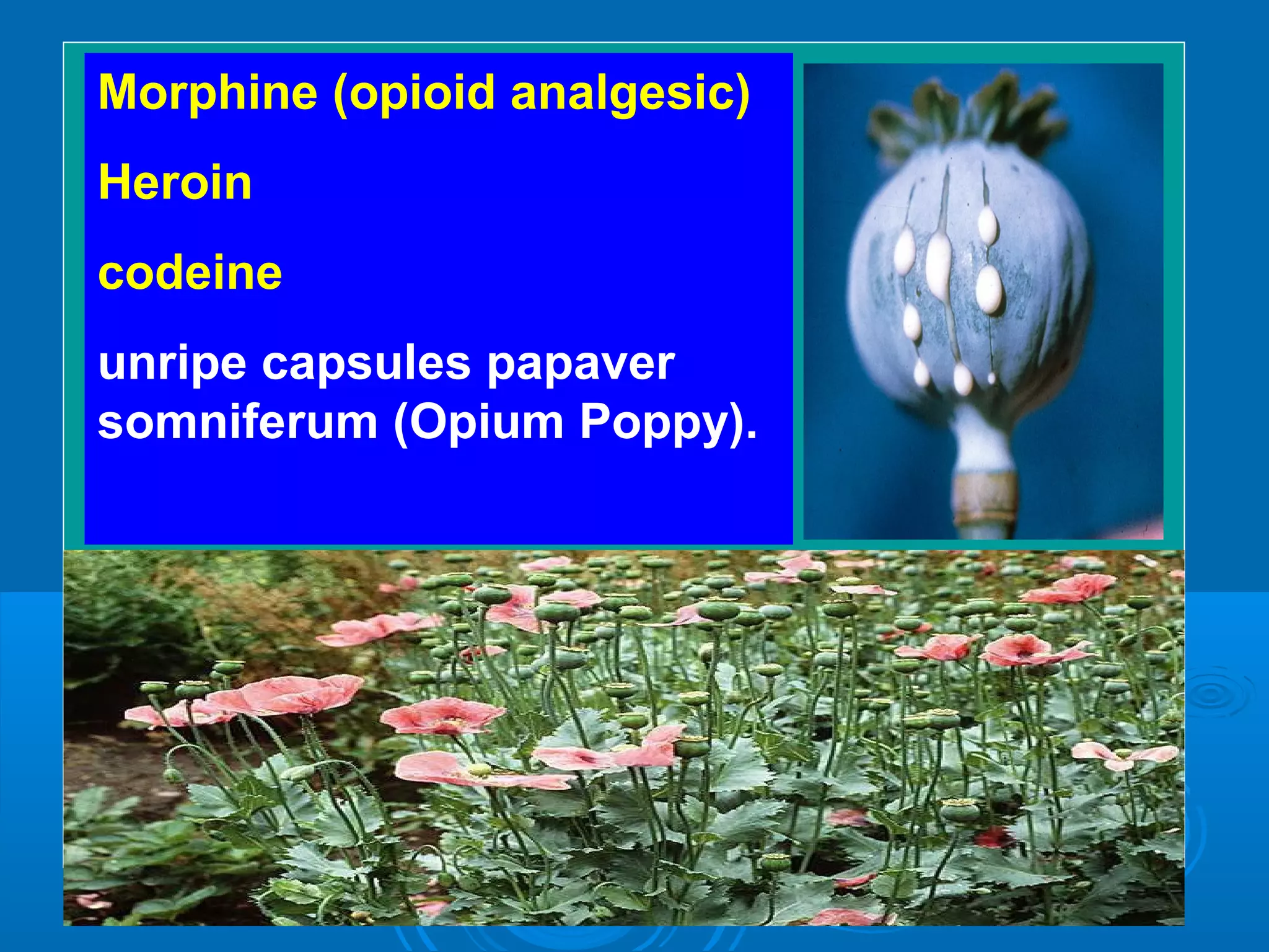 Morphine (opioid analgesic)
Heroin
codeine
unripe capsules papaver
somniferum (Opium Poppy).
 