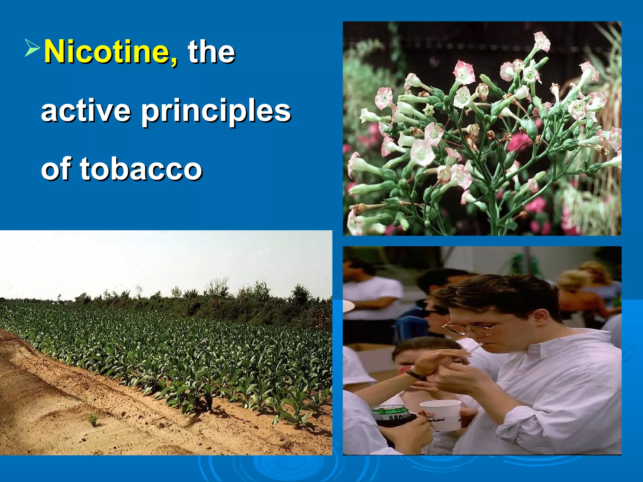 Nicotine,Nicotine, thethe
active principlesactive principles
of tobaccoof tobacco
 