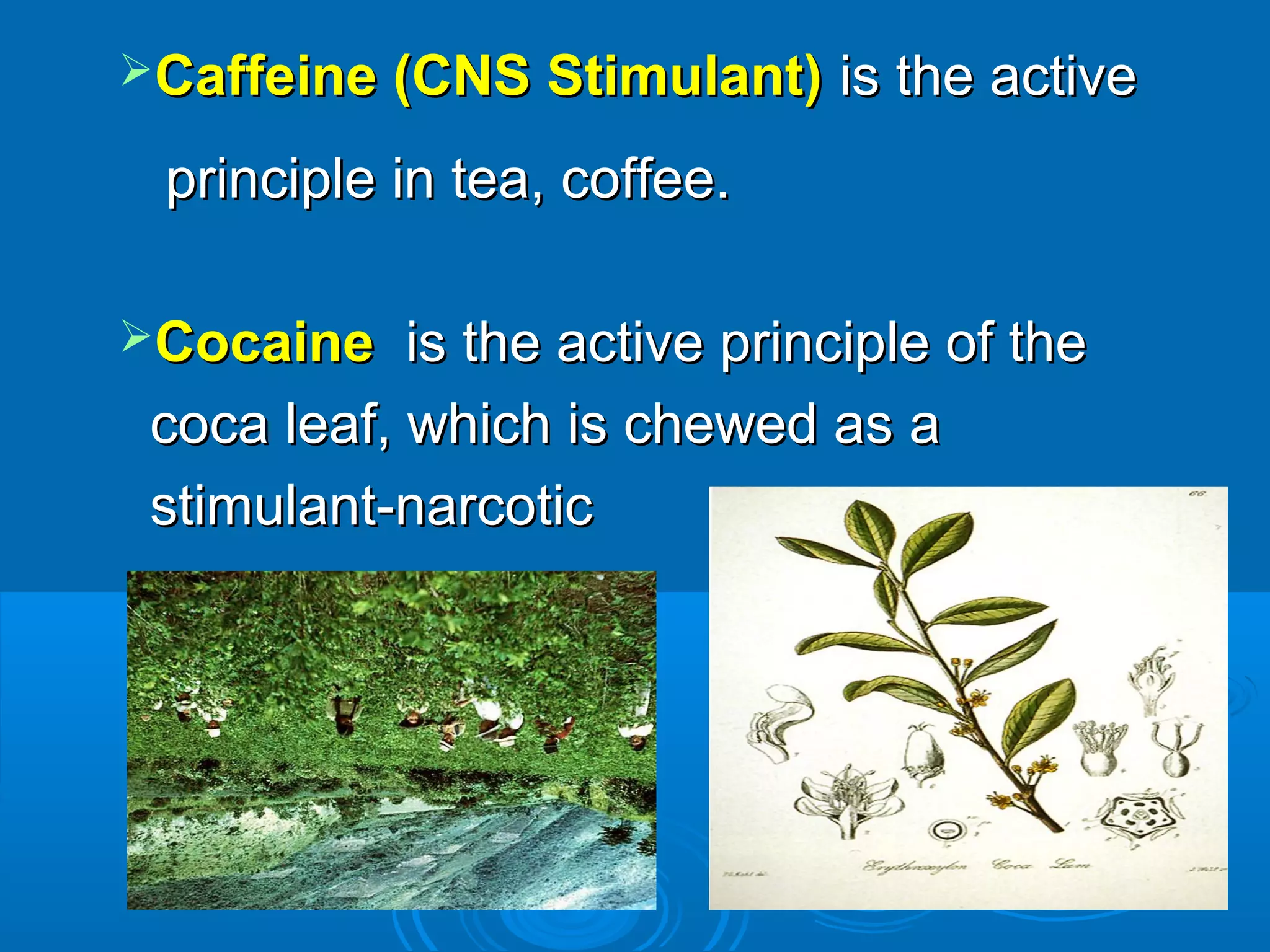 Caffeine (CNS Stimulant)Caffeine (CNS Stimulant) is the activeis the active
principle in tea, coffee.principle in tea, coffee.
CocaineCocaine is the active principle of theis the active principle of the
coca leaf, which is chewed as acoca leaf, which is chewed as a
stimulant-narcoticstimulant-narcotic
 