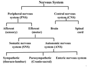 Cyndars System pharmacology autonomous nervous system s.pptx