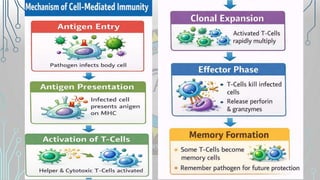Comprehensive Overview of Immunity: Humoral and Cellular Mechanisms ...