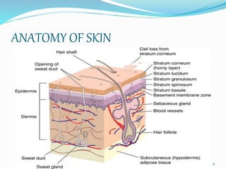 ANATOMY OF SKIN
4
 