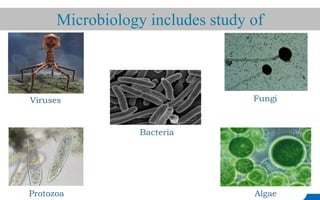 Protozoa Algae
Fungi
Viruses
Microbiology includes study of
Bacteria
 