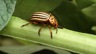Shukha Insect PHARMACEUTICAL MICROBIOLOGY Animesh Shukla.pptx
